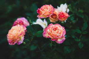 kiedy-kupowac-roze-do-ogrodu-image
