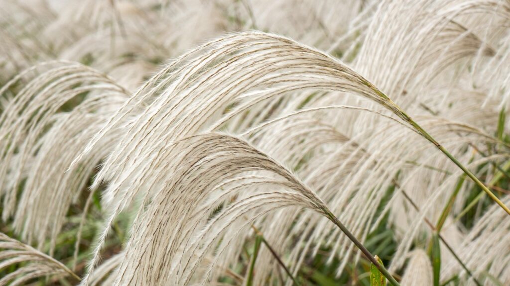 w-krainie-miskantow-przeglad-odmian-zastosowanie-w-ogrodzie-image